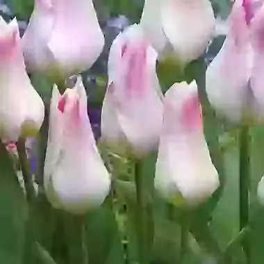 Holland Chic